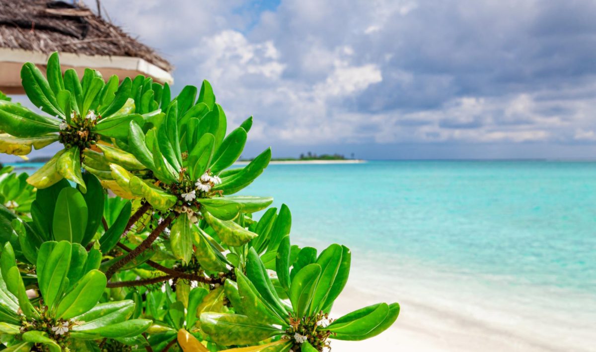Quand partir dans les Caraïbes ? Climat, saisons et astuces pour un voyage réussi
