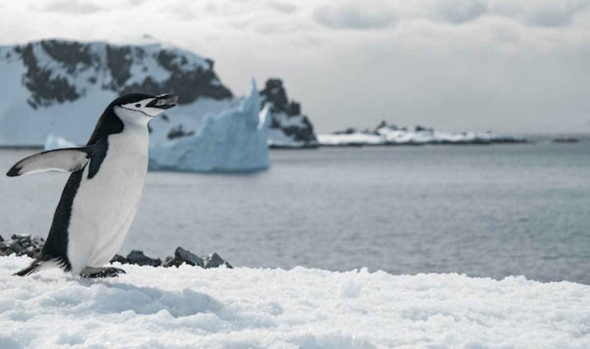 Croisière polaire : voyager de manière responsable dans les régions les plus fragiles